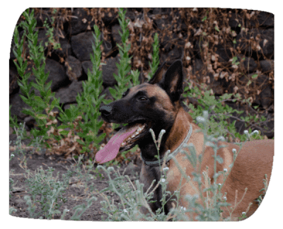 axl come funziona al campo ormazen