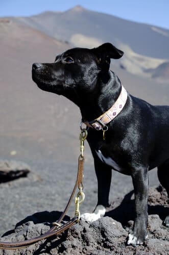 base review staffy etna