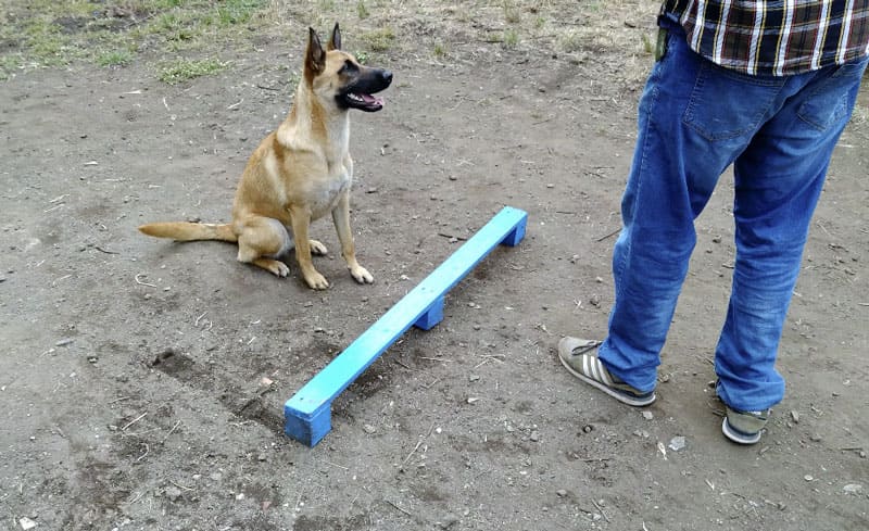 palestra per cani a catania