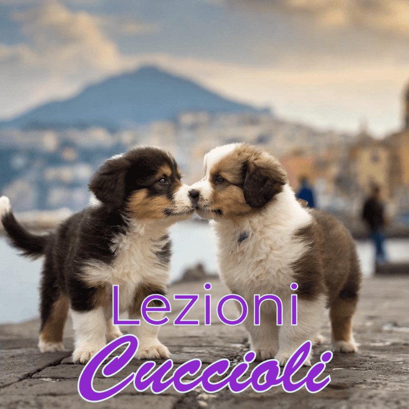 educazione cuccioli ormazen